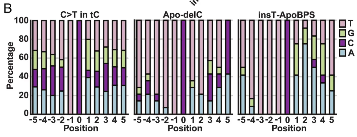 Distinct repair processes produce APOBEC-induced deletions, tandem substitutions, and complex mutations in yeast and human cells