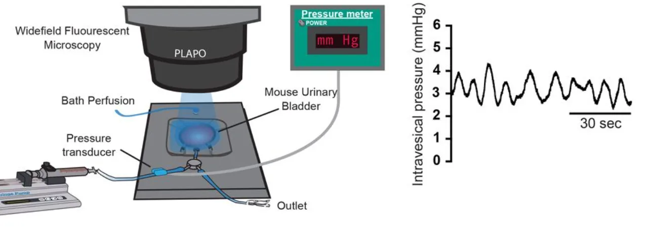 G-protein coupled receptor activity mediates detrusor smooth muscle phasic contractility through regulation of membrane potential
